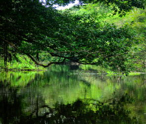 Amazonian Heritage